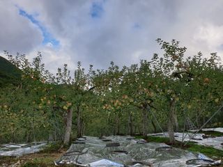 김인태님의 사과 · 품질 향상 작성글 사진