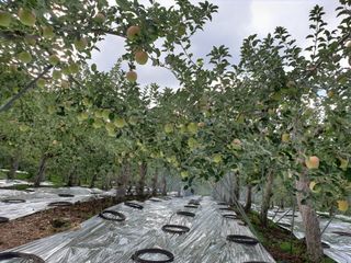 김인태님의 사과 · 품질 향상 작성글 사진