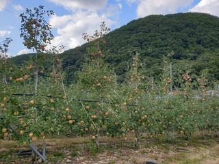 김인태님의 사과 · 품질 향상 작성글 사진