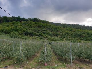 김인태님의 사과 · 품질 향상 작성글 사진