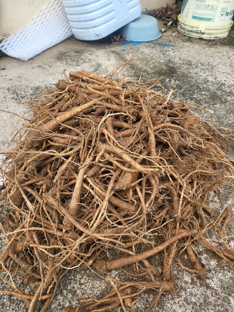 노지잔대재배7년차님의 장터 판매 상품 [잔대(사삼),딱주 4년근 1kg+200g] 첨부 사진