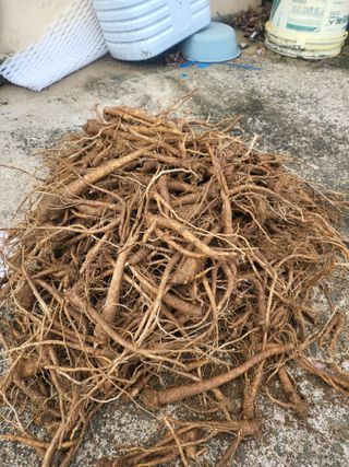 노지잔대재배7년차님의 작성글 사진