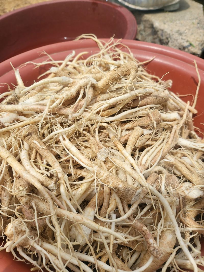 노지잔대재배7년차님의 장터 판매 상품 [잔대(사삼),딱주 4년근 1kg+200g] 첨부 사진