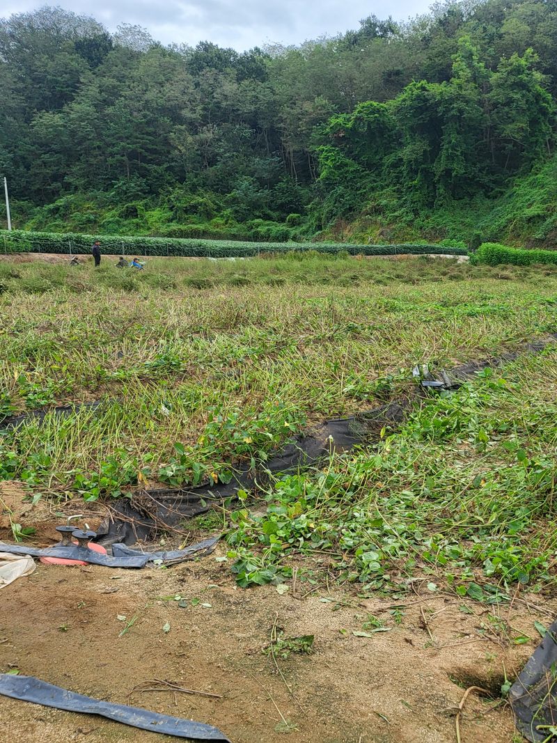 노지잔대재배7년차님의 장터 판매 상품 [잔대(사삼),딱주 4년근 1kg+200g] 첨부 사진