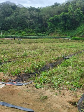 노지잔대재배7년차님의 작성글 사진