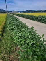 팜모닝 콩·영농일지 게시글 이미지