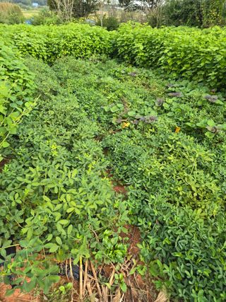 김재경님의 기타작물 · 영농일지 작성글 사진