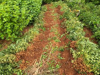 김재경님의 기타작물 · 영농일지 작성글 사진