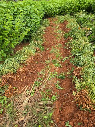 김재경님의 기타작물 · 영농일지 작성글 사진