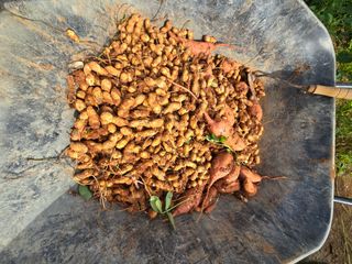 김재경님의 기타작물 · 영농일지 작성글 사진