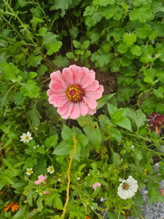 이수현님의 자유주제 · 자유게시판 작성글 사진