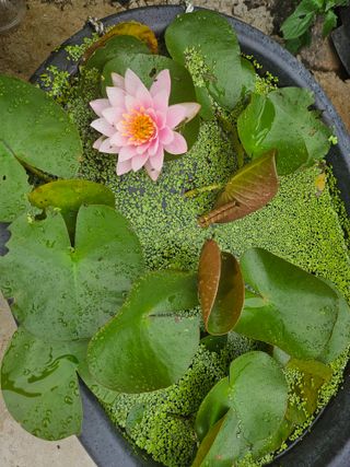 이수현님의 자유주제 · 자유게시판 작성글 사진