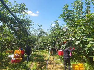 조 영근님의 배 · 영농일지 작성글 사진