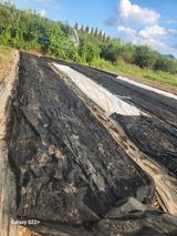 팜모닝 마늘·영농일지 게시글 이미지