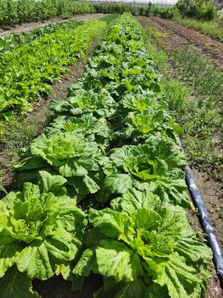 쏭이네농장(현자)님의 자유주제 · 자유게시판 작성글 사진