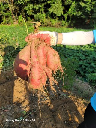 김용민님의 고구마 · 영농일지 작성글 사진