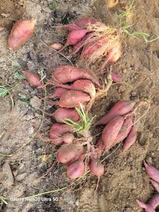 김용민님의 고구마 · 영농일지 작성글 사진