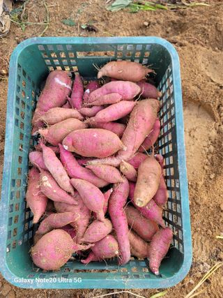 김용민님의 고구마 · 영농일지 작성글 사진