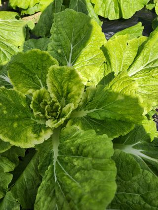 황진해님의 배추 · 병해충상담 작성글 사진