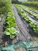 팜모닝 더운 가을, 농사 괜찮으신가요?·참여글 게시글 이미지