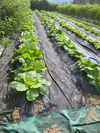 노근술님의 더운 가을, 농사 괜찮으신가요? · 참여글 작성글 사진