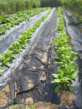 노근술님의 더운 가을, 농사 괜찮으신가요? · 참여글 작성글 사진