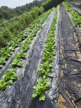 노근술님의 더운 가을, 농사 괜찮으신가요? · 참여글 작성글 사진