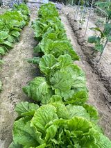 팜모닝 더운 가을, 농사 괜찮으신가요?·참여글 게시글 이미지