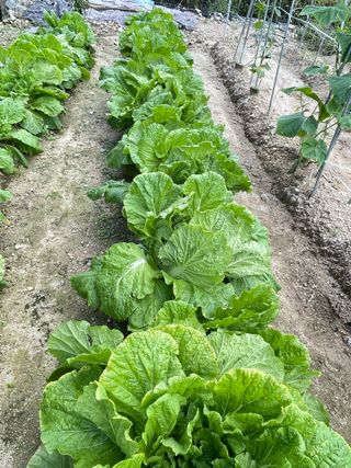 원영님의 더운 가을, 농사 괜찮으신가요? · 참여글 작성글 사진