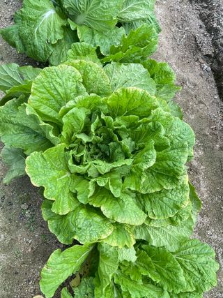 원영님의 더운 가을, 농사 괜찮으신가요? · 참여글 작성글 사진