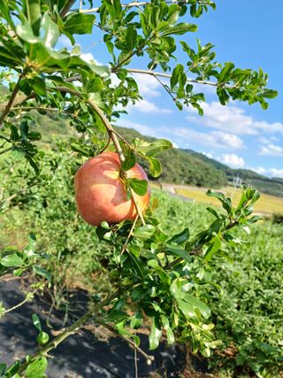 행운목(이옥도)님의 기타작물 · 영농일지 작성글 사진