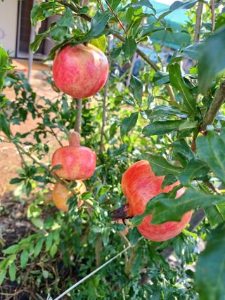 행운목(이옥도)님의 기타작물 · 영농일지 작성글 사진