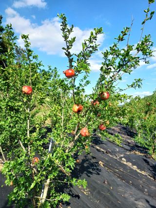 행운목(이옥도)님의 기타작물 · 영농일지 작성글 사진