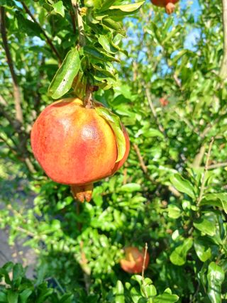 행운목(이옥도)님의 기타작물 · 영농일지 작성글 사진