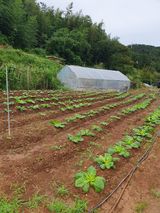 팜모닝 배추·영농일지 게시글 이미지