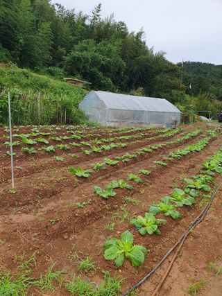 두릅나무17730님의 배추 · 영농일지 작성글 사진