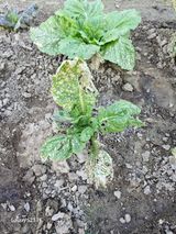 팜모닝 농사, 무엇이든 물어보세요!·참여글 게시글 이미지