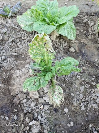 봉동생강님의 농사, 무엇이든 물어보세요! · 참여글 작성글 사진
