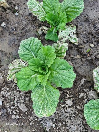 봉동생강님의 농사, 무엇이든 물어보세요! · 참여글 작성글 사진