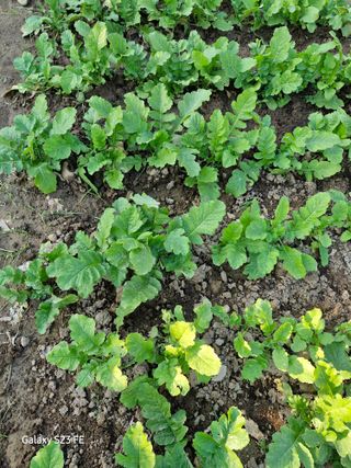 봉동생강님의 농사, 무엇이든 물어보세요! · 참여글 작성글 사진