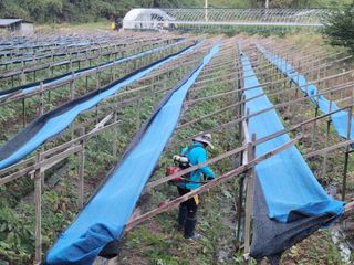 제원님의 기타작물 · 영농일지 작성글 사진
