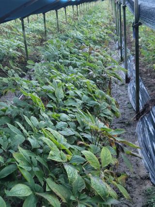 제원님의 기타작물 · 영농일지 작성글 사진