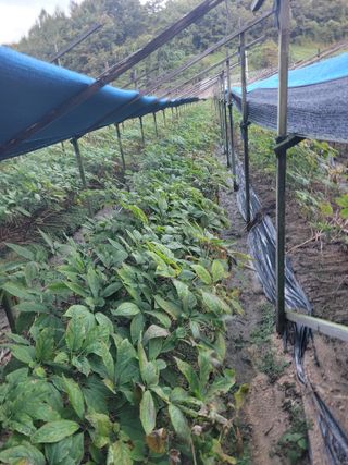 제원님의 기타작물 · 영농일지 작성글 사진