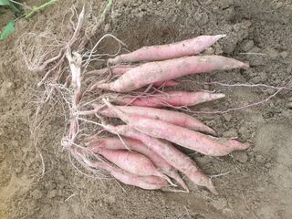 꽁지머리님의 고구마 · 영농일지 작성글 사진