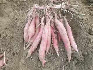 꽁지머리님의 고구마 · 영농일지 작성글 사진