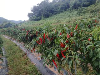 오영도님의 자유주제 · 자유게시판 작성글 사진