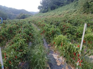 오영도님의 자유주제 · 자유게시판 작성글 사진