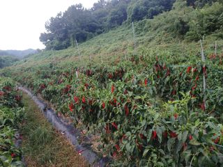 오영도님의 자유주제 · 자유게시판 작성글 사진