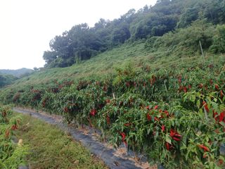 오영도님의 자유주제 · 자유게시판 작성글 사진