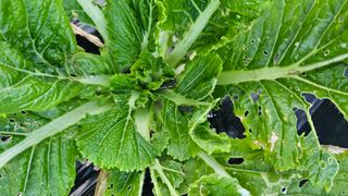 이왕권님의 배추 · 병해충상담 작성글 사진